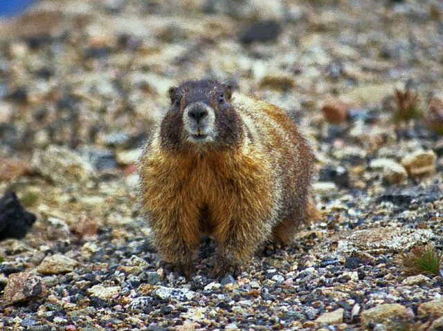 Marmot